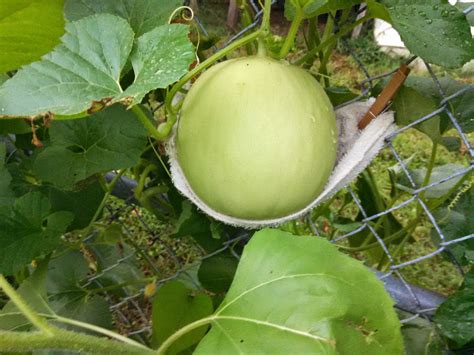 Growing Melons Vertically: Tips For Trellising Melon Vines And Fr.